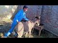 Ajj Apni Funny Donkey Ko Ghr Le Gay