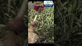 2023년 마늘 손파종 멀칭 재배!! 일황육지? 칠지?? 와 !!! 과연 그 수확량은 얼마나 될까?