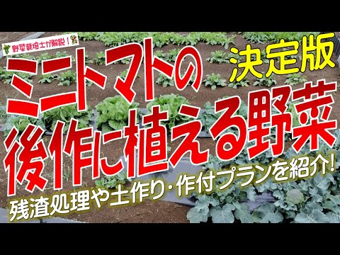 トマトを鍋に入れるための 5 つのヒント 植物