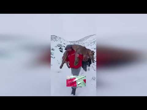 ARRINCONARON CONTRA LA NIEVE A CUATRO PUMAS