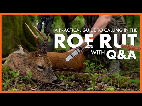ROE RUT: A practical guide to calling Roebucks