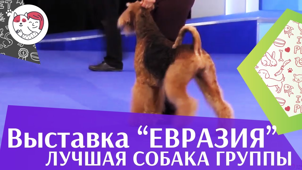 Лучшая собака 3 группы по классификации FCI 18 марта на Евразии 17 ilikepet