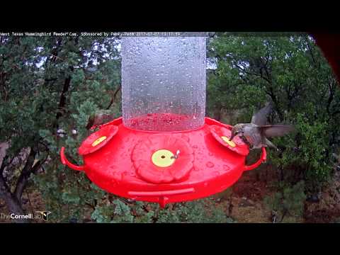 Immature Male Black-chinned Hummingbird Hovers Over Nectar Ports – July 7, 2017