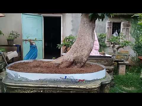 lên cho các bác một siêu phẩm Mai vàng gia Lai giao lưu cho các bác giá rẻ 0363711107