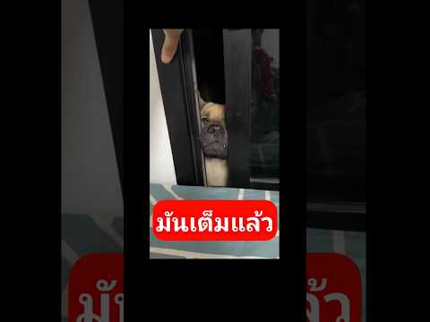 มันเต็มแล้ว #funny #anmals #ช่วยสัตว์ #bulldog #petsunited #puppy #ทาสหมา