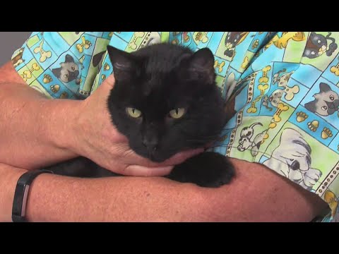owen the cat cold open