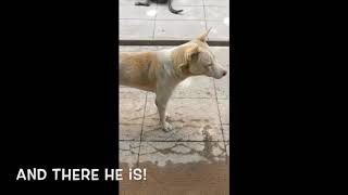 Found Kajal, Ken and the piglets