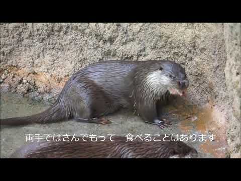 カワウソは何を食べますか?