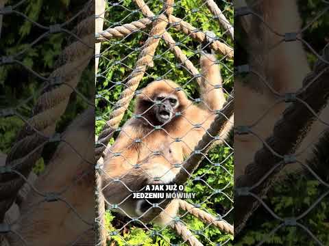 To chyba najlepsze ZOO w Polsce!
