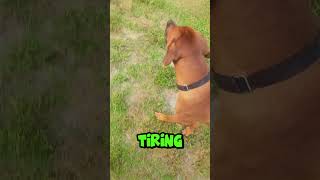 Rhodesian Ridgeback vs African Lion Who's the REAL King?