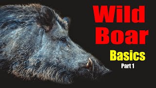 Wild Boar Basics – Part 1