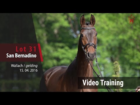 31 San Bernadino v. Sir Heinrich - Florestan I_Trainingsvideo