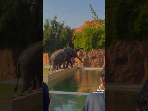 #khagendra #rudrakali #elephant #qatar #enjoy