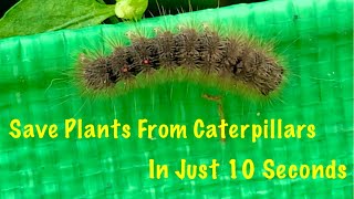 Save Plants From Caterpillars In Just 10 Seconds / Get 100% Success /How To Get Rid Of Caterpillars