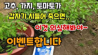 고추가지토마토가 갑자기 시들어 죽으면 이것 의심해봐야 "이벤트합니다 5명추첨" 청고병 풋마름병 길항방선균