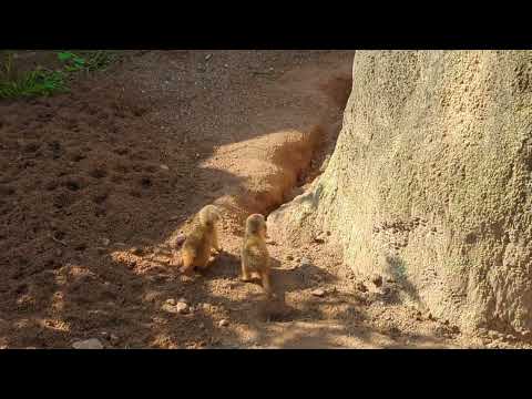 Tierpark Hellabrunn - Nachwuchs bei den Erdmännchen II, 26.05.2023 😍
