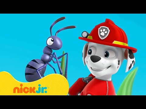 PAW Patrol | Abenteuer mit MINI-Marshall! | Nick Jr. Deutschland