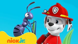 PAW Patrol | Abenteuer mit MINI-Marshall! | Nick Jr. Deutschland