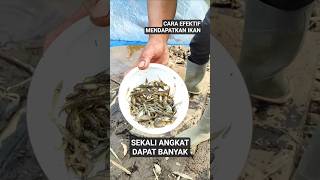 Download lagu Cara Efektif Mendapatkan Banyak Ikan Kecil di Musim Kemarau Saat Air Danau Mulai Surut #situcileunca mp3 Download lagu Cara Efektif Mendapatkan Banyak Ikan Kecil di Musim Kemarau Saat Air Danau Mulai Surut #situcileunca mp3