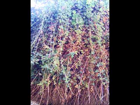 Kabasu Lagu south Sudan Music