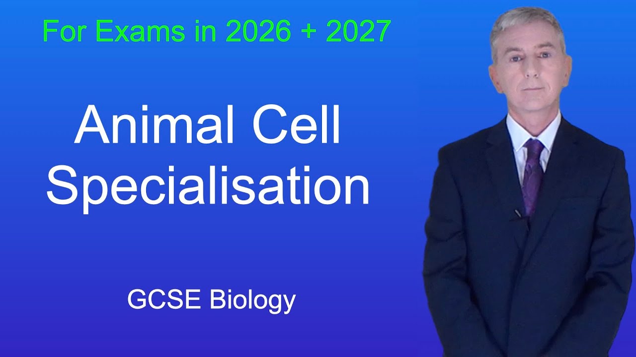 GCSE Biology Revision "Animal Cell Specialisation"