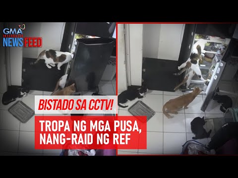 Bistado sa CCTV! Tropa ng mga pusa, nang-raid ng ref GMA Integrated Newsfeed