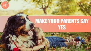 How to Convince Your Parents to Get a Dog? GUARANTEED TIPS!!