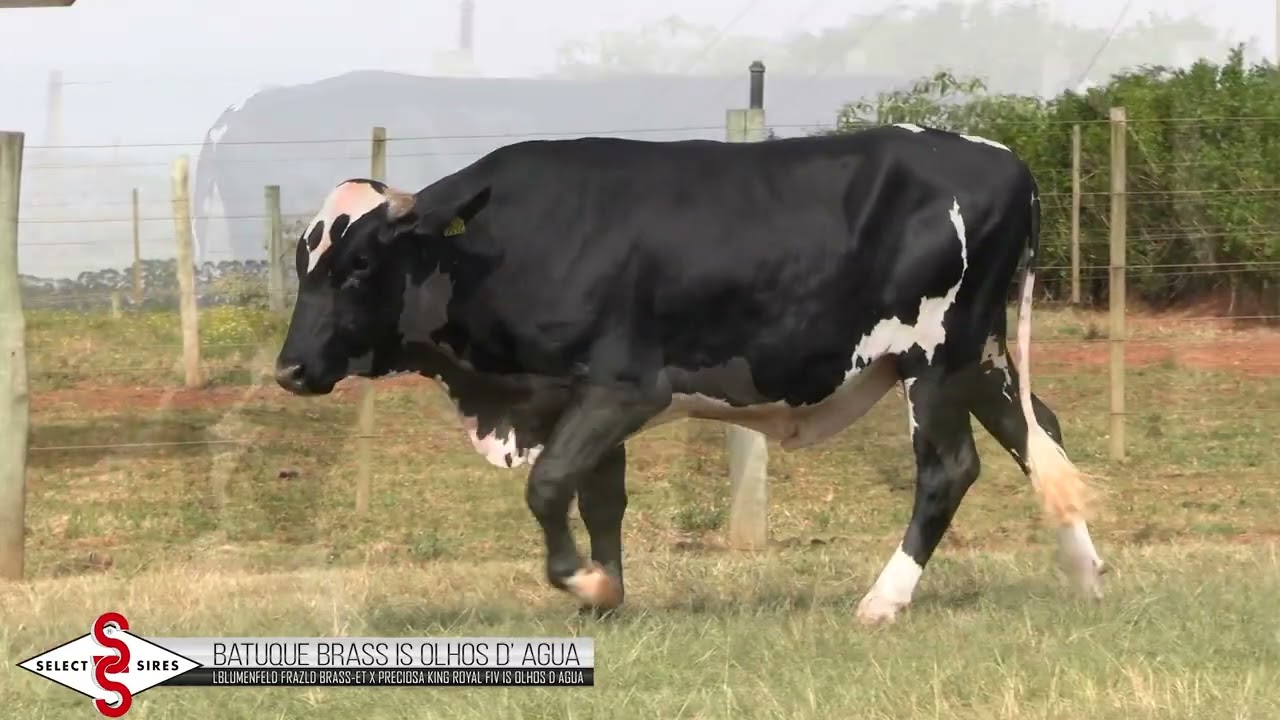 Vídeo BATUQUE BRASS IS OLHOS D’AGUA