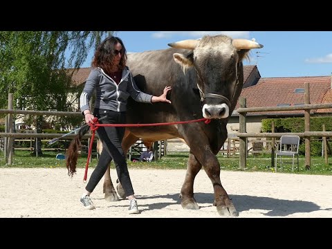 Lotus se baigne avant d'aller travailler en carrière