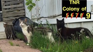 Cat trapping for TNR colony of 9 trapping feral cats