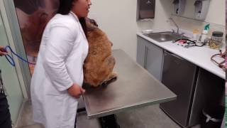 petco