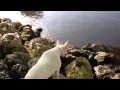 Isa Bull Terrier The Iguana By The Canal
