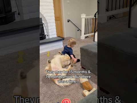 My Dog vs Kids… It’s Not Going Well 😭#DogVsKids #FunnyDog#DogReaction #DogLife#DogMoments#PetComedy