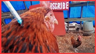 How To Deworm Chickens | Remove Mites And Lice From Chickens