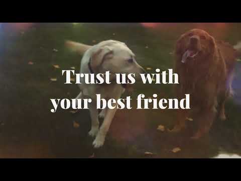 DrPetsApp - Consult Veterinary video thumbnail