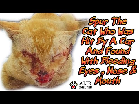 Rescue Cat Who Was Hit By A Car and Found With Bleeding Eyes , Nose and Mouth 