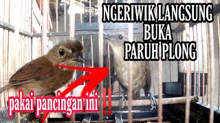 Download lagu jongkangan coklat -  untuk pancingan jongkangan ngriwik agar jongkangan gacor mp3