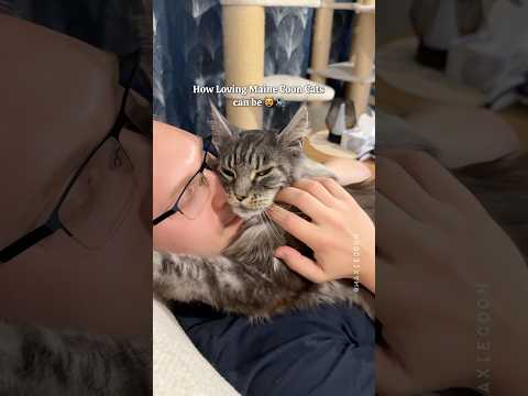🔊How Loving Maine Coon Cats Are 🐱 Girl 🖤 vs Boy 🧡 #mainecoon #catmom #catdad