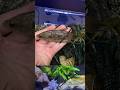 The Giant Betta