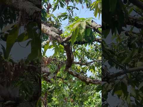 Vườn trái cây gần sân bay Long Thành giá chỉ 850triệu. Sổ hồng riêng, chính chủ