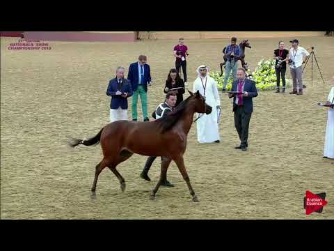 N.178 HEMYAN ALNAAMAN - 21st Qatar National 2018 - Fillies 3 years old (Class 5B)