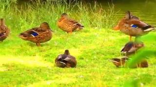 HEAVEN ❤❤❤ The Very BEST Of CHRIS REA Mp4 HD 1800 pix 2016