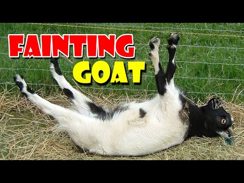 Fainting Goats Very Funny Compilation #3 🐐 Funny Goat Fainting Videos