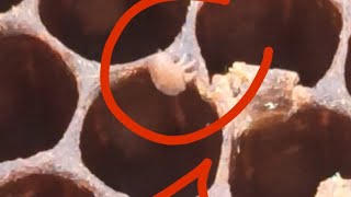 ابرز اسباب تحجر الحضنة تابع للاخير