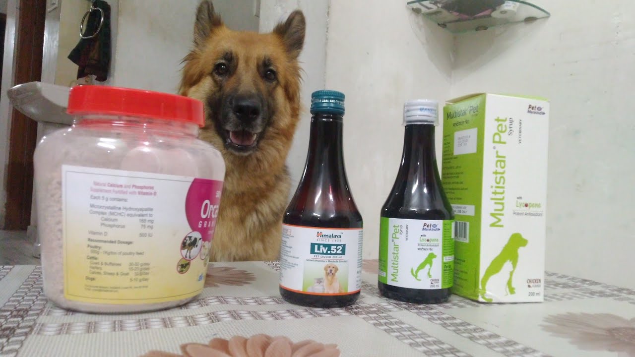 Pregnant German Shepherd supplements in hindi..| All About Dogs