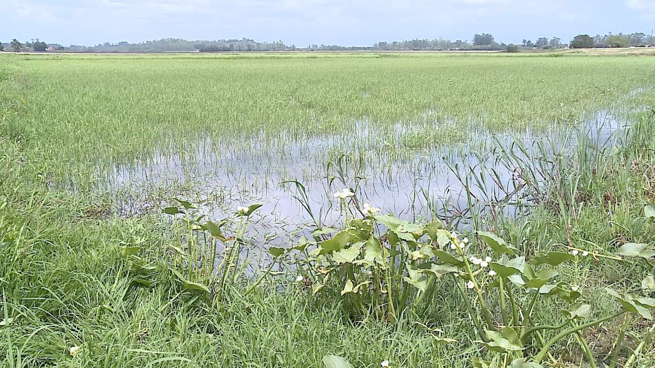Controle de plantas daninhas no arroz irrigado - Parte 1 - Sistema Pré-Germinado