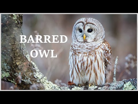 Barred owl call - hear the many different sounds of the barred owl!