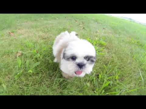 Dean the Shichon puppy