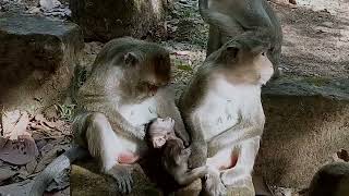 VID20241224090551 short 7