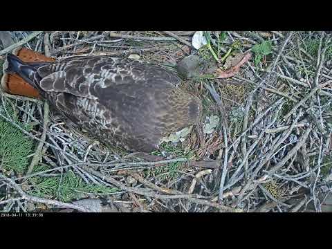 04-11-18 Presidio Red-tailed hawk; hatch day egg #1, part 4.